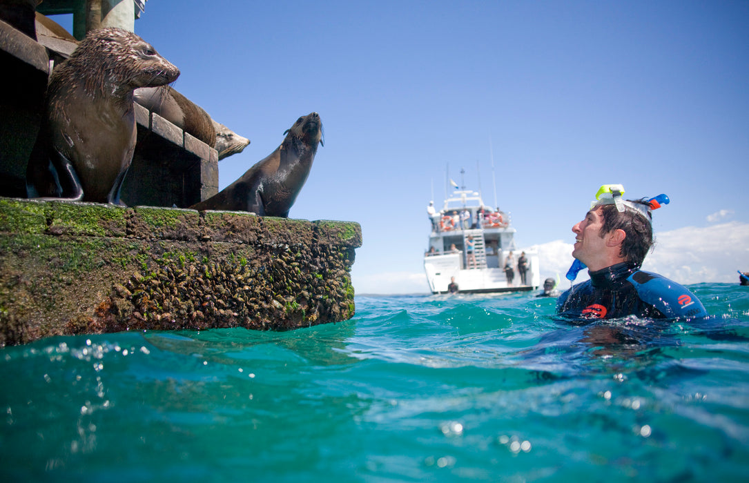 3 Hour Dolphin And Seal Swim