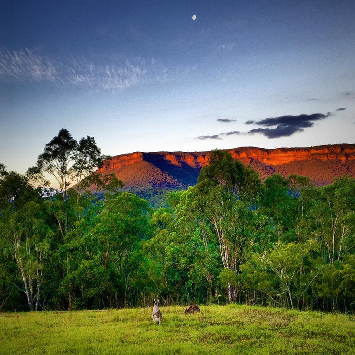 Blue Mountains Day, Sunset Tour & Glow Worms Night Adventure