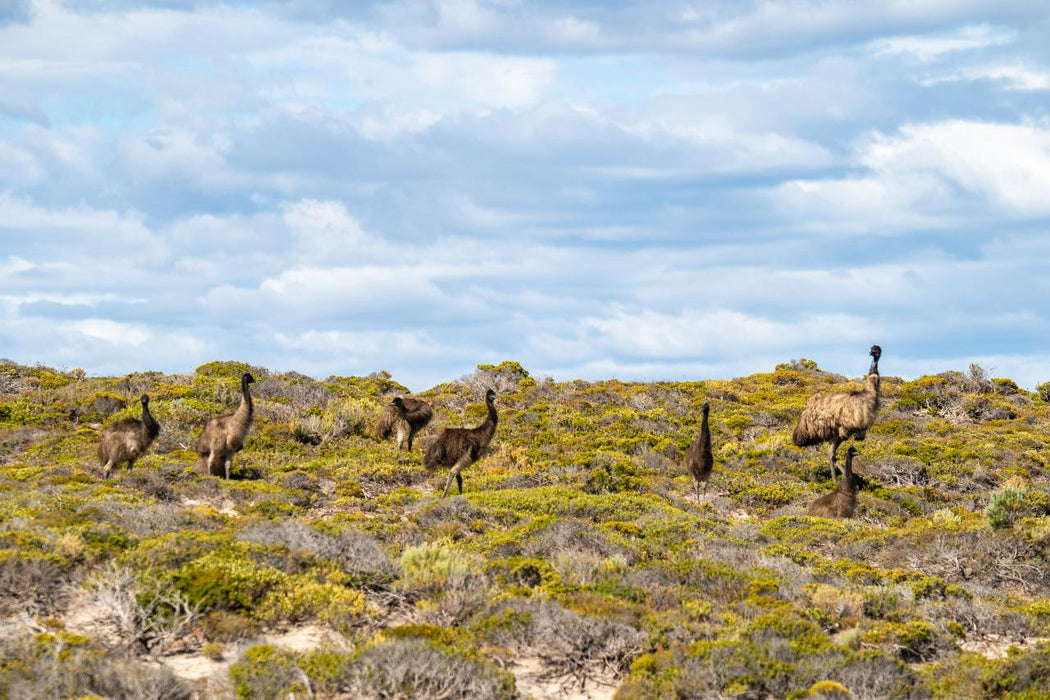 Port Lincoln - Wildlife, Sightseeing & 4Wd Tour