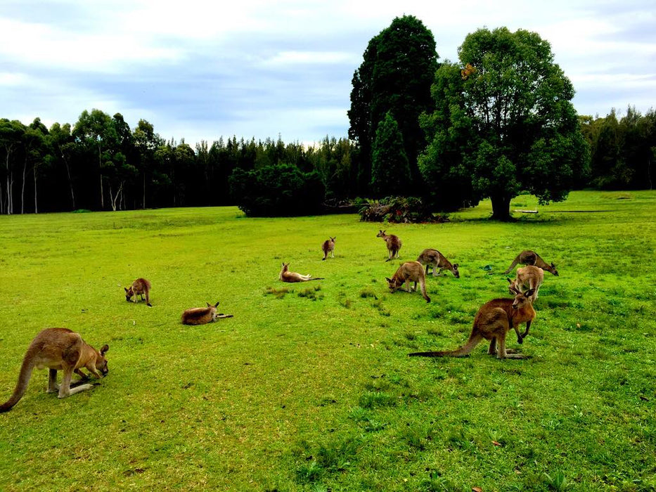 Blue Mountains Day, Sunset Tour & Glow Worms Night Adventure