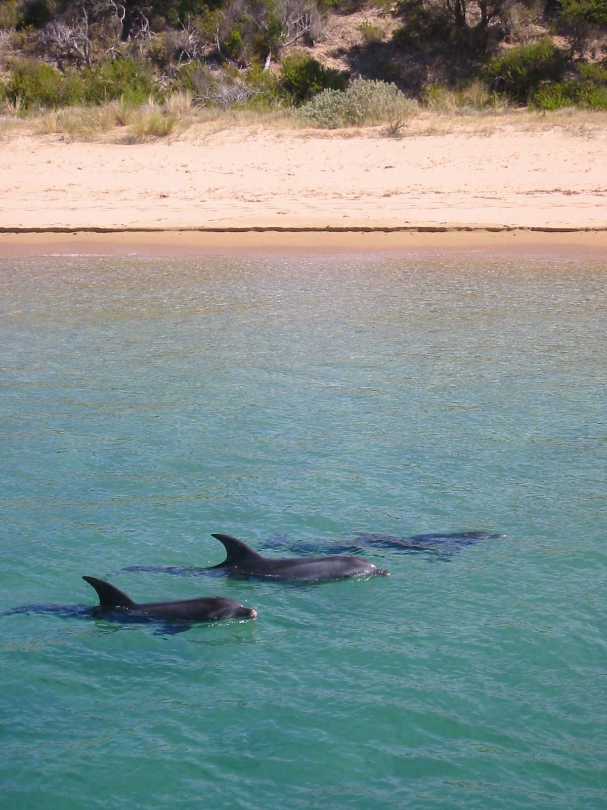 1.5 Hour Wildlife Adventure Cruise - We Wander