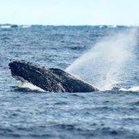 Busselton Whale Watching