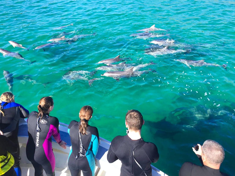 Kangaroo Island Ocean Safari - 2 Hour View Only Snorkelling Safari