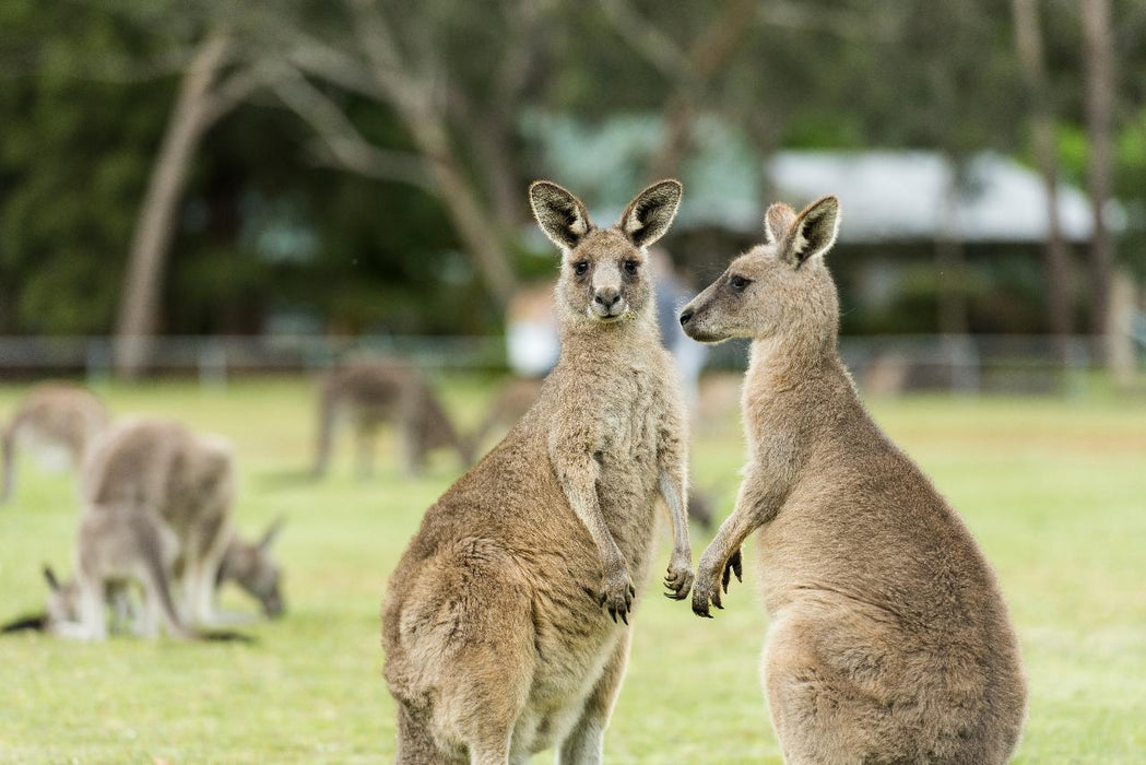 Autopia Tours: Great Ocean Road To Grampians 2 Day