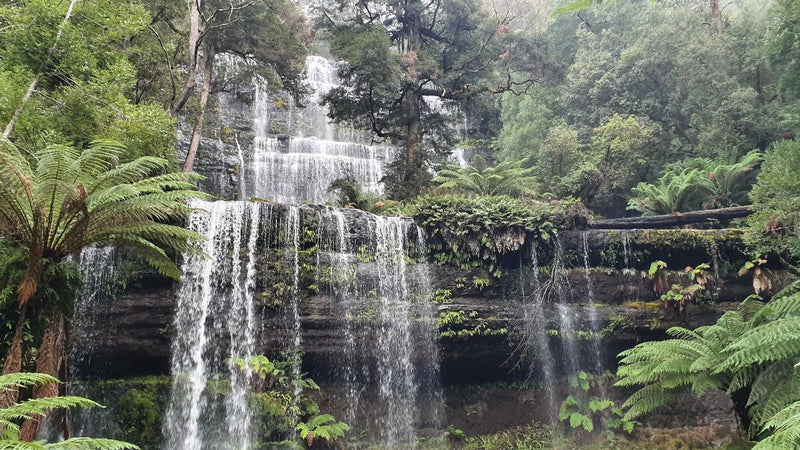 Mt Field Russell Falls, Bonorong, Richmond & Mt Wellington Day Tour