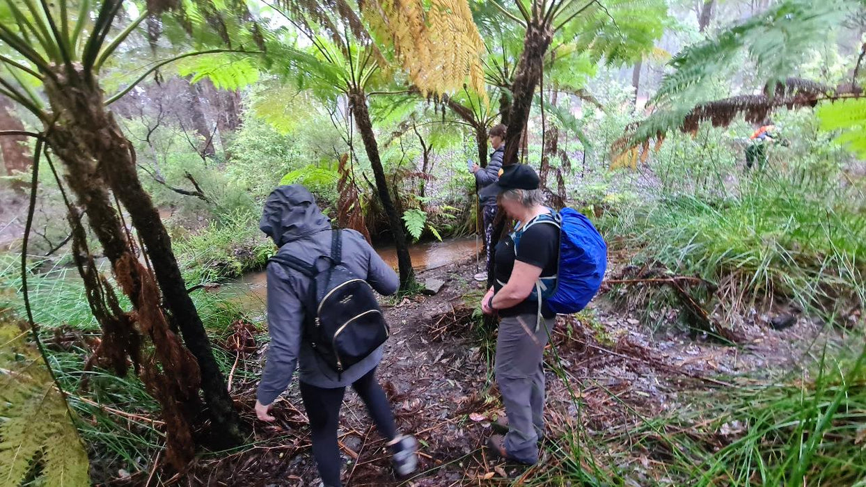 Dwellingup Treetops Adventure Hike