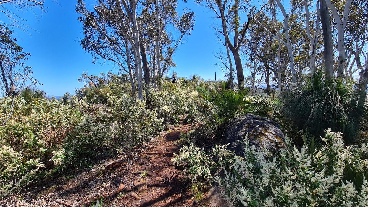 Mt Cooke Hiking Experience