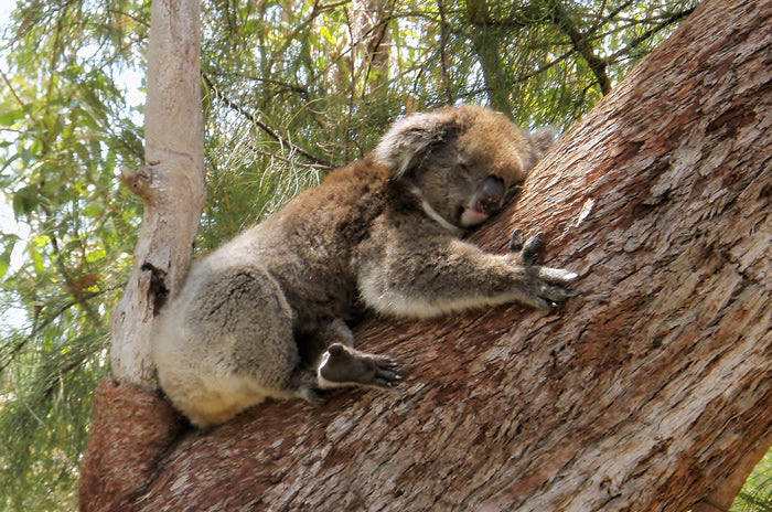 Yanchep National Park & Crystal Cave