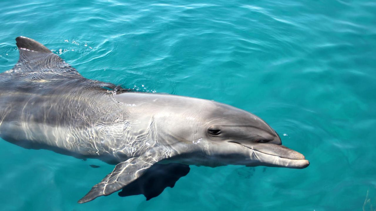 Dolphin & Tangalooma Wrecks Cruise