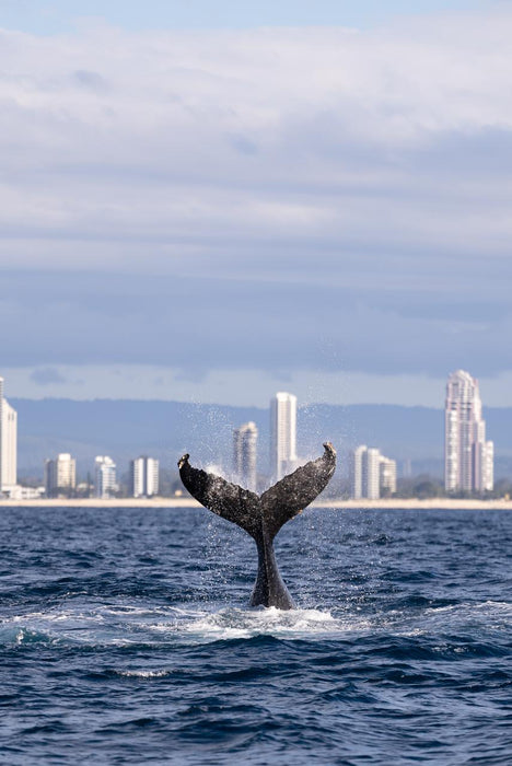 2.5Hr Whale Watching Cruise - We Wander