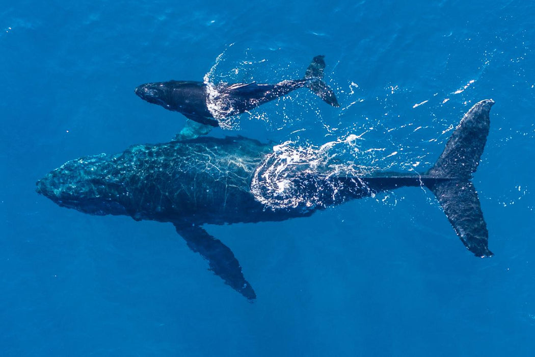 Safari-Style Whale Watching Gold Coast