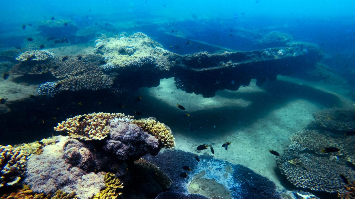 Dolphin & Tangalooma Wrecks Cruise