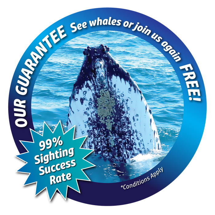 Augusta Whale Watching Eco Tours