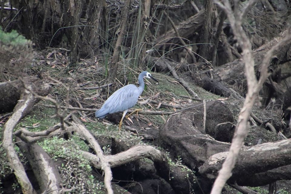 Leven River & History Cruise