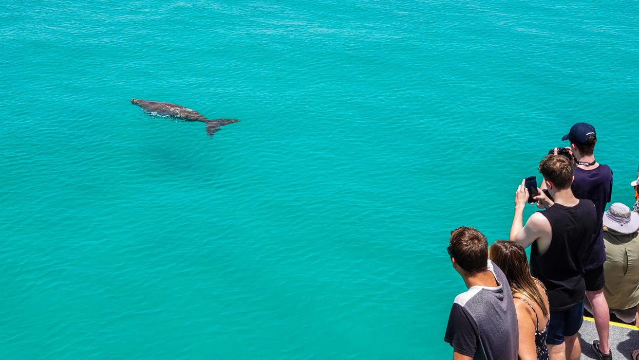 Dolphin & Tangalooma Wrecks Cruise