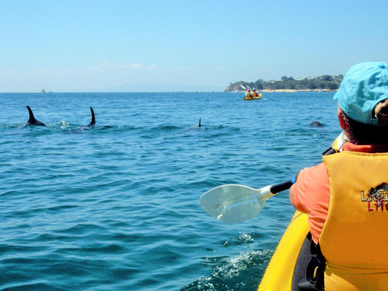 Kayak The Dolphin Sanctuary