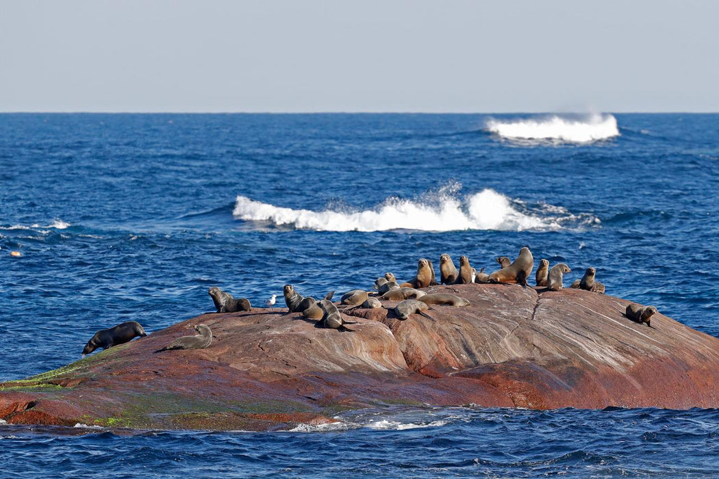 Augusta Whale Watching Eco Tours