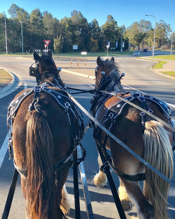 45 - Minute Vineyard Horse - Drawn Carriage Ride - We Wander