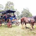 45 - Minute Vineyard Horse - Drawn Carriage Ride - We Wander