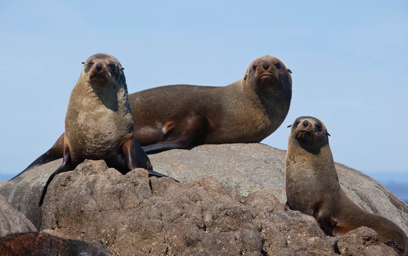 Montague Island Tour And Snorkel With The Seals