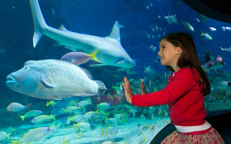 General Admission To Sea Life Melbourne Aquarium - Off Peak