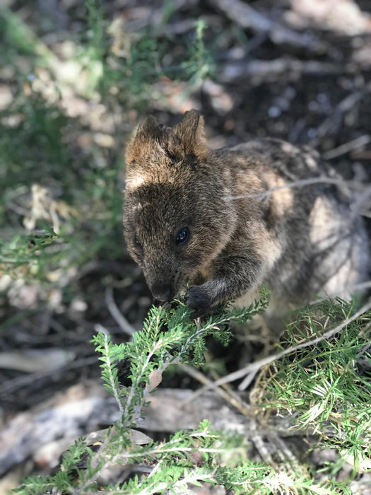 Wadjemup (Rottnest Island) Aboriginal Tour