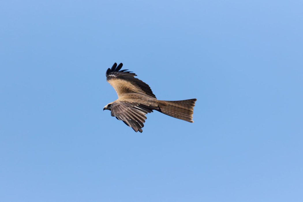 Eagles Heritage Encounters And Birds Of Prey Forest Walk