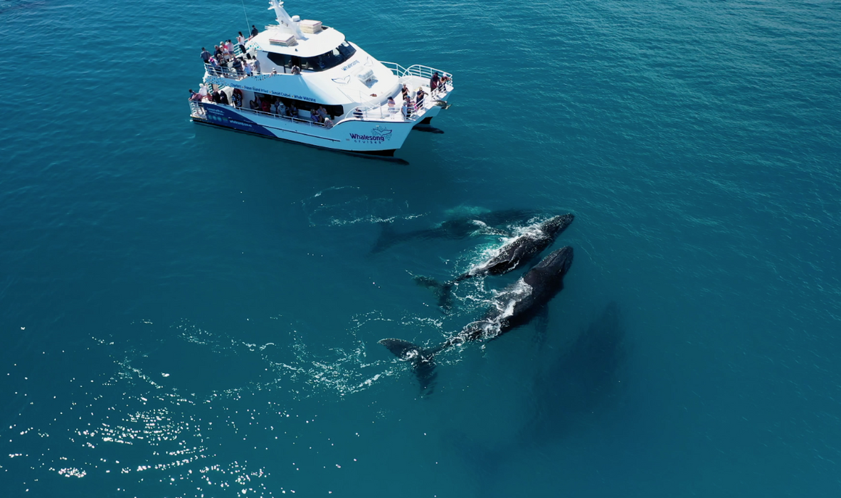 Hervey Bay Whale Search And Dolphin Watch