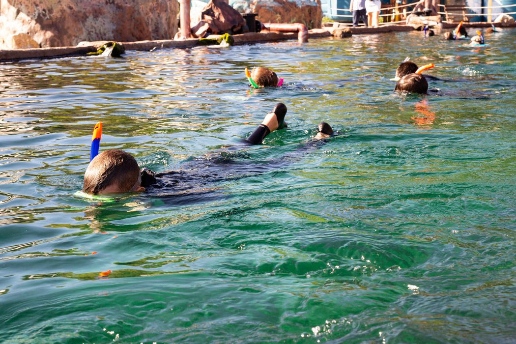 Stingray Snorkel With Entry Pass