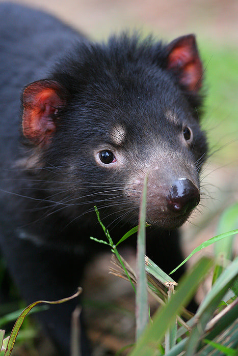 Yarra Valley Wildlife, Wine & Food Day Tour