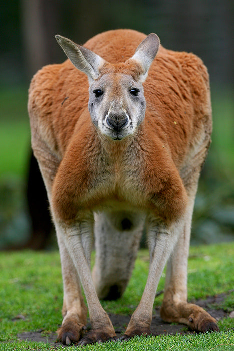 Yarra Valley Wildlife, Wine & Food Day Tour