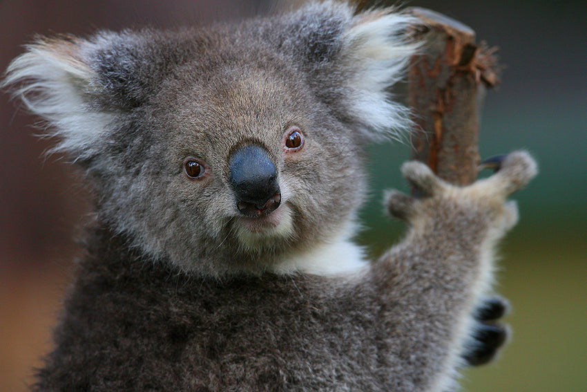 Yarra Valley Wildlife, Wine & Food Day Tour