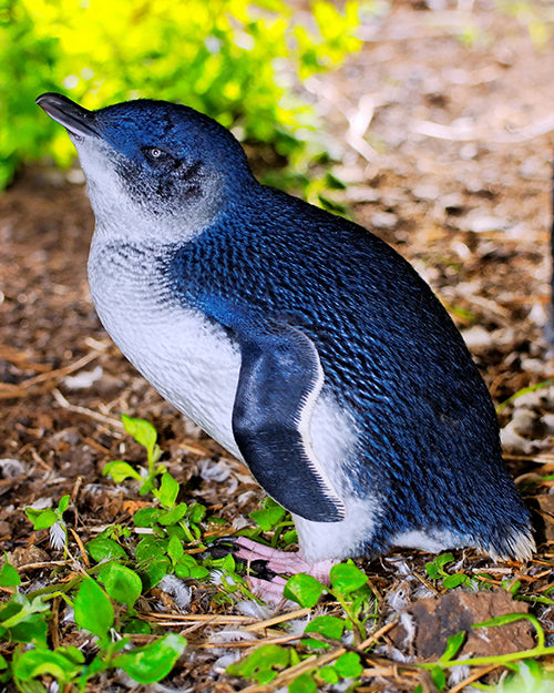 Phillip Island Penguin Parade Private Tour , Plus Churchill Island And Maru Wild Life Park