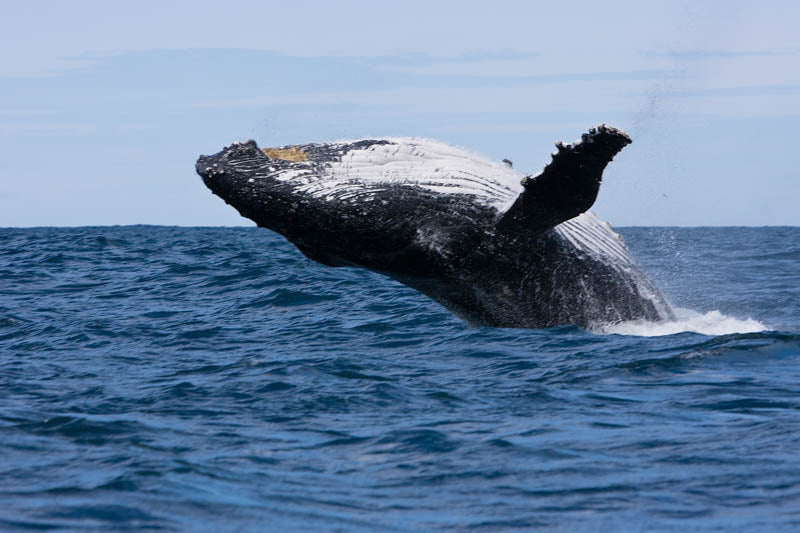 Montague Island Tour And Snorkel With The Seals