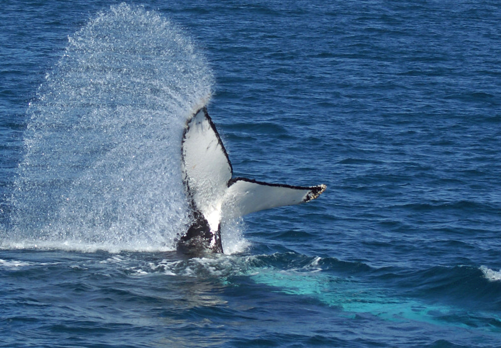 Premium Whale Watch Tour