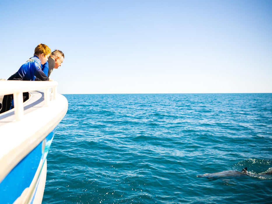 Kangaroo Island Ocean Safari - 2 Hour View Only Snorkelling Safari