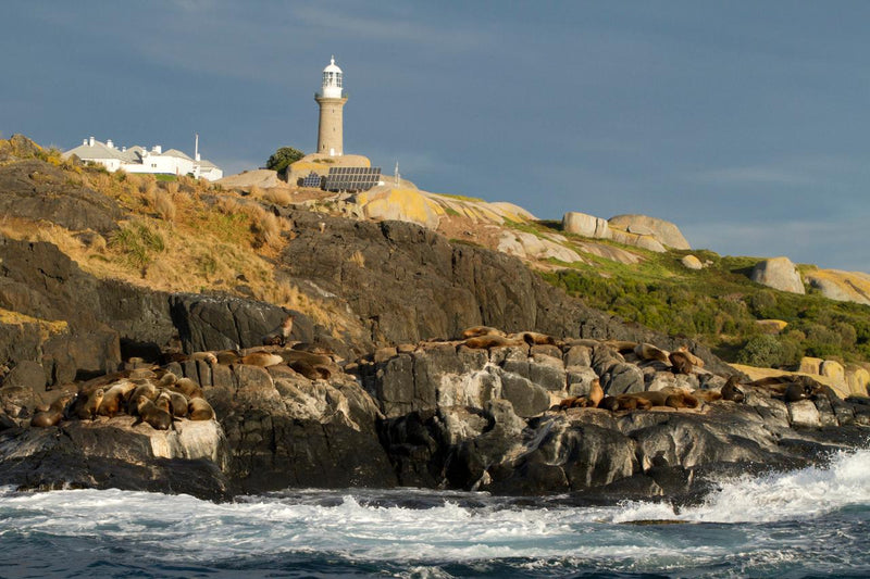 Montague Island Tour And Snorkel With The Seals