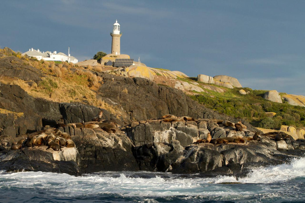 Montague Island Tour Morning