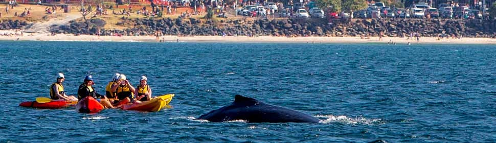 The Byron Bay Sea Kayak Tour