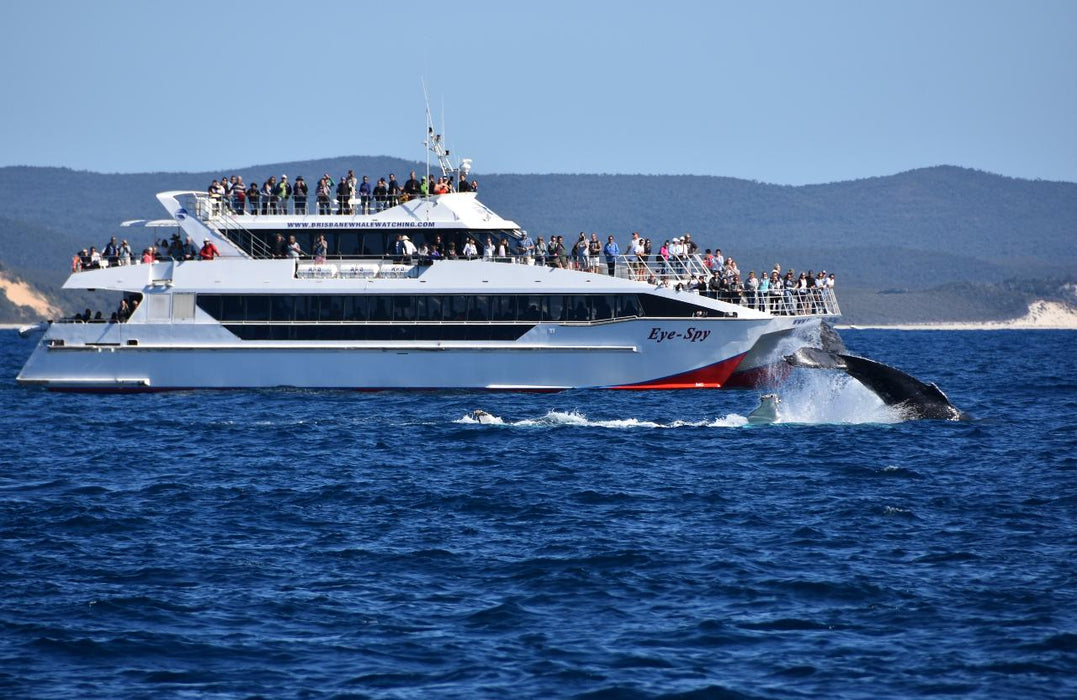 Premium Whale Watching Adventure - Ex Brisbane Cbd