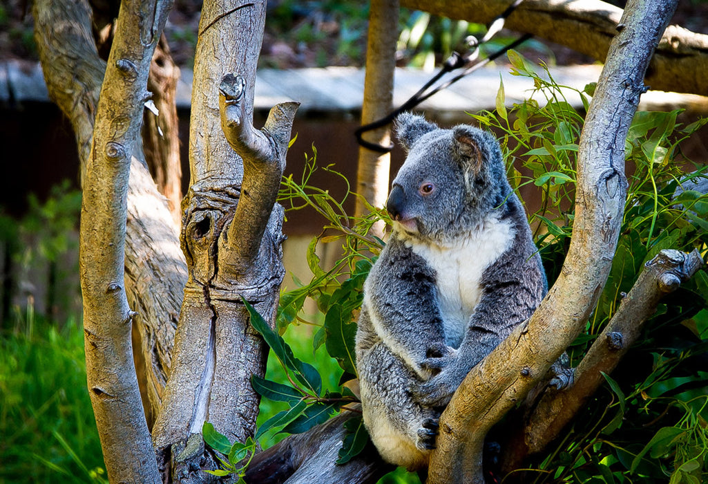 Swan Valley, Wildlife Park, Winery & Fruit Orchard