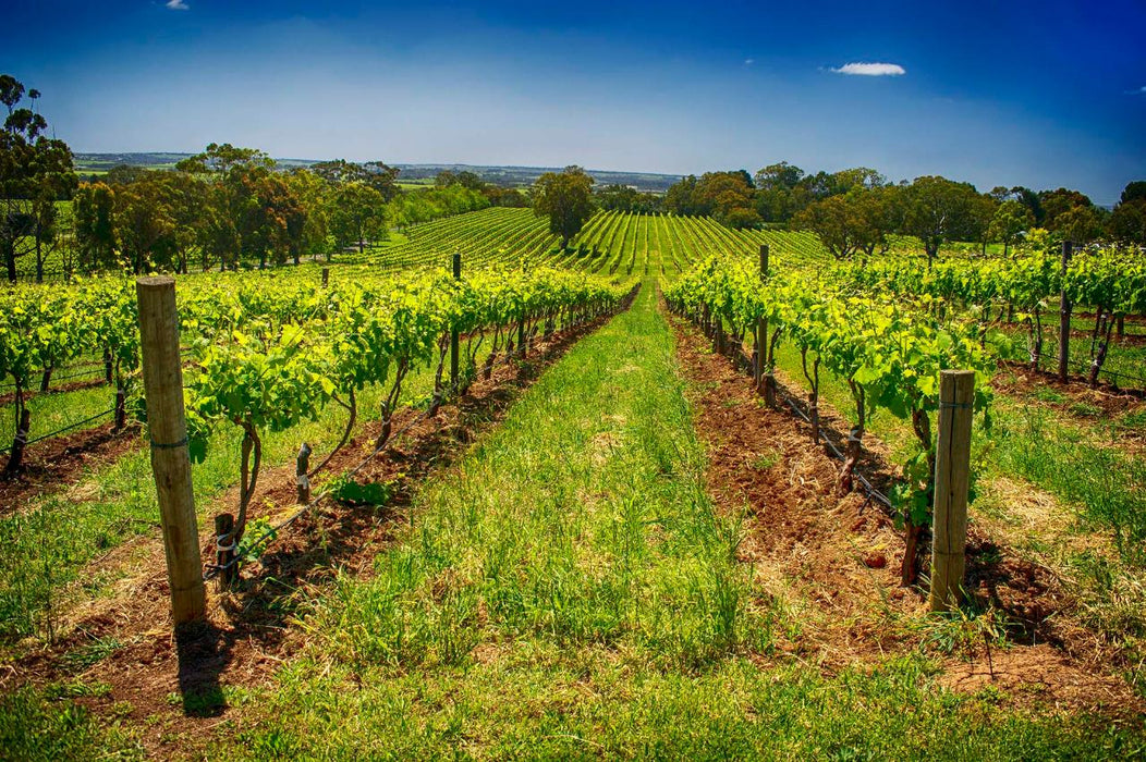 Mclaren Vale Winery Experience