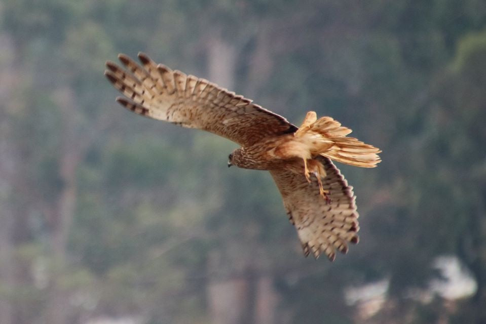 Leven River & History Cruise