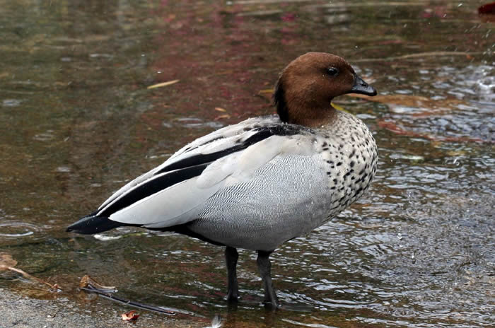 Yanchep National Park & Crystal Cave