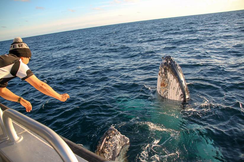 Augusta Whale Watching Eco Tours