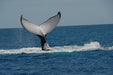 Whalesong Whale Watch Tour