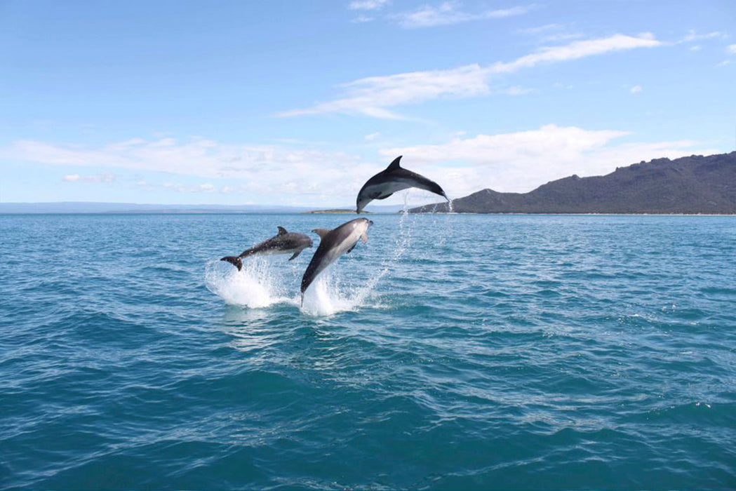 Wineglass Bay Cruises - Sky Lounge For Adults Only