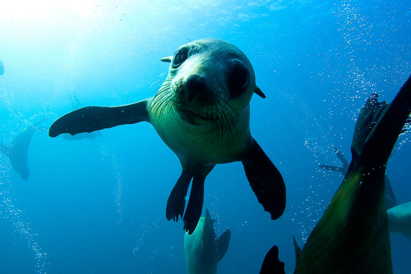 Montague Island Tour And Snorkel With The Seals