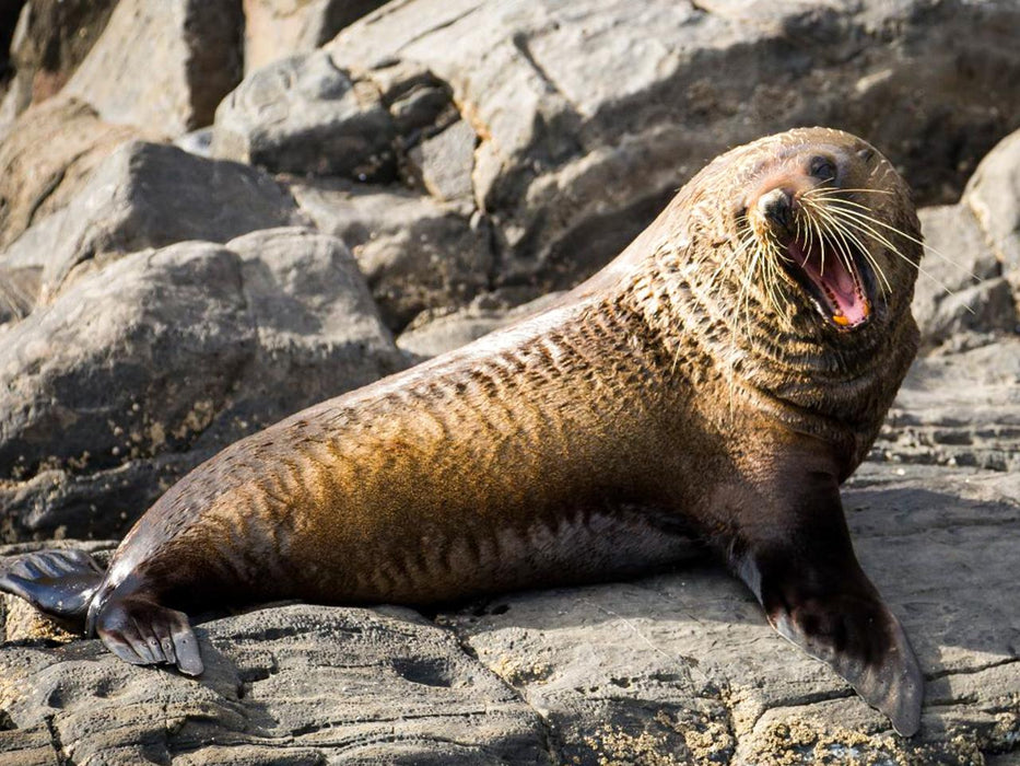 Kangaroo Island Ocean Safari - 75 Minute Safari