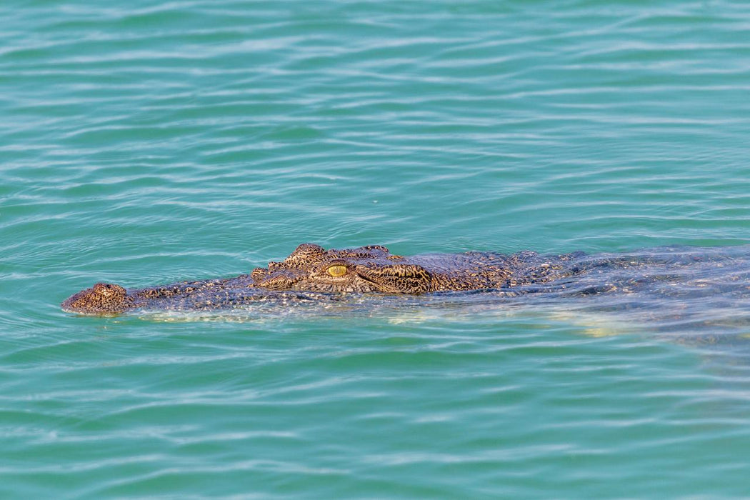 Willie Creek Pearl Farm Tour - Catch Our Coach